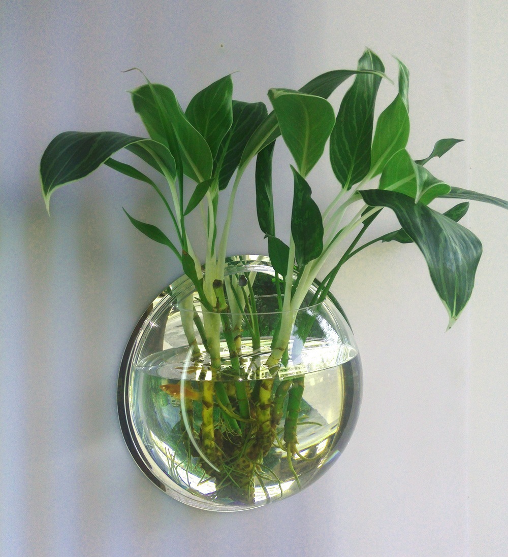 Propagation Station Vase - Rumah Kaca Tanaman Gantung Dinding, Stasiun