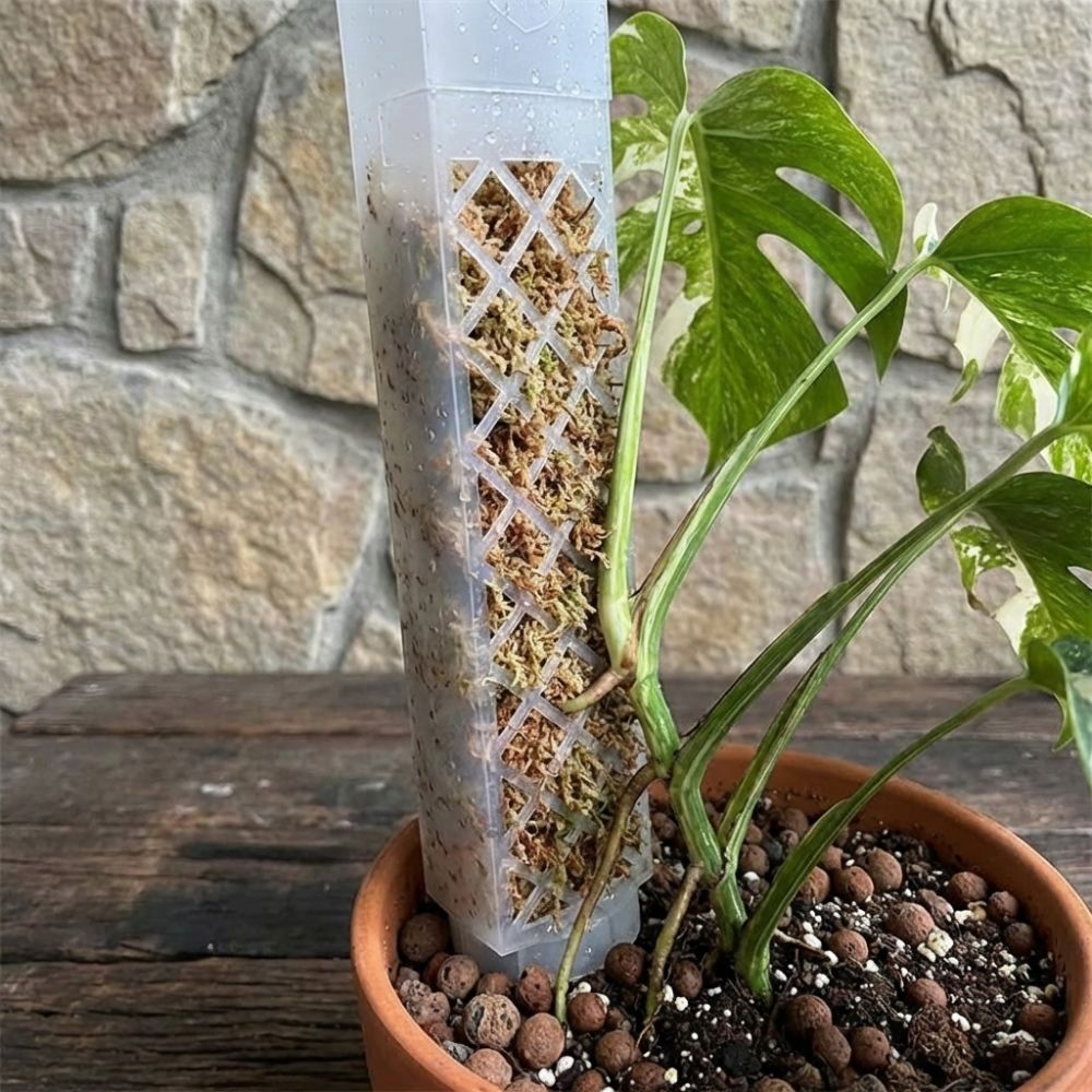 Sphagnum Moss Dry - Penyangga Tanaman Plastik Bentuk D dengan