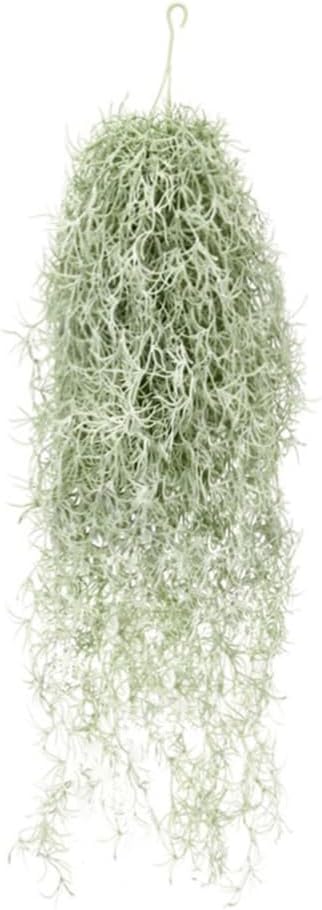 Tanaman Udara Tillandsia Berke - Sphagnum Moss Dry ulasan dan harga