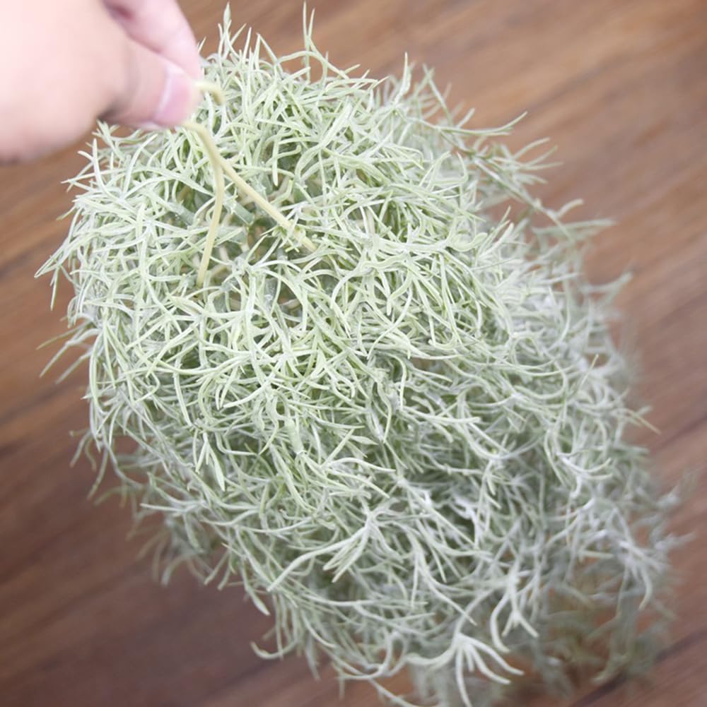 Tanaman Udara Tillandsia Berke - Sphagnum Moss Dry ulasan dan harga