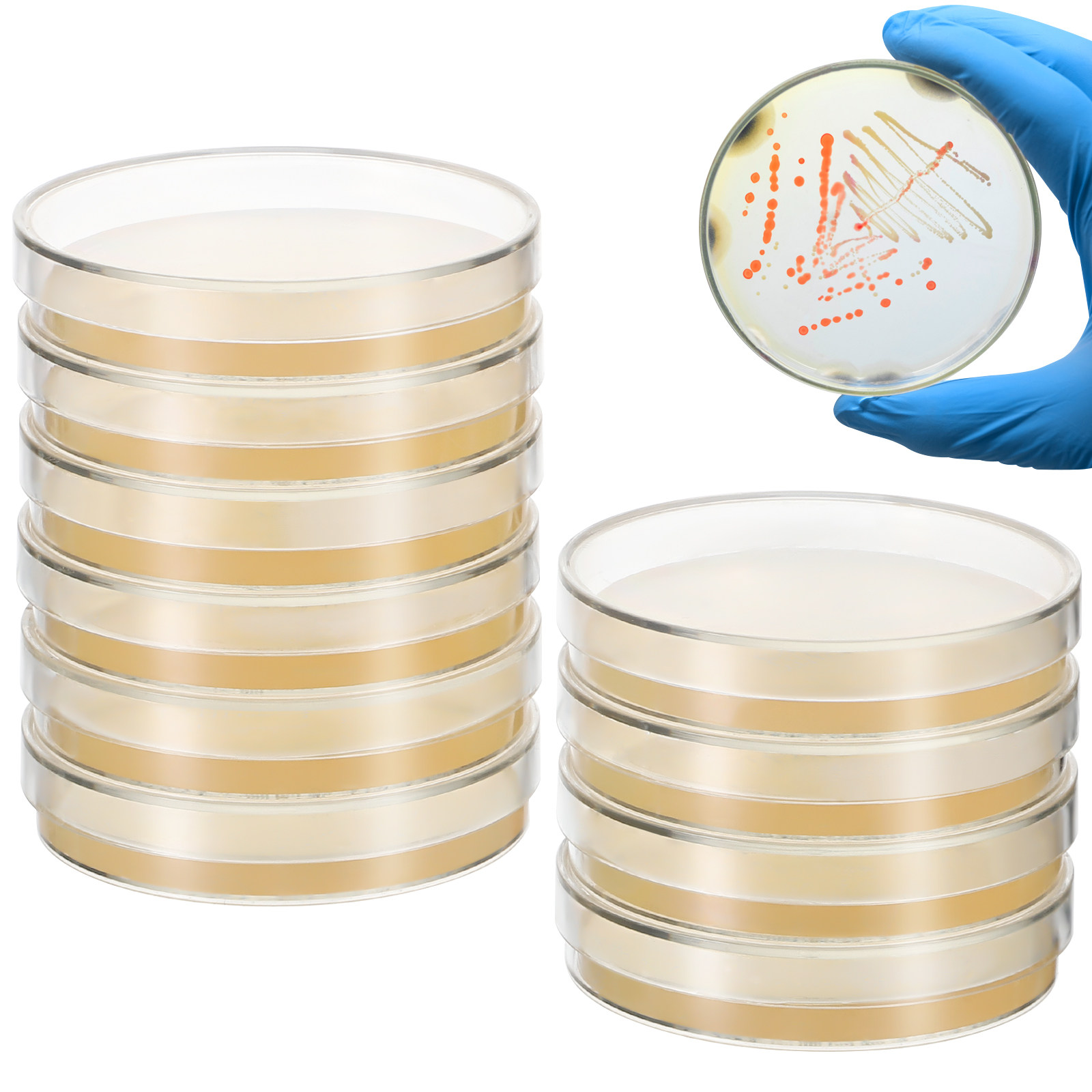 20 Buah Cawan Petri Agar Nutri - Agar Tissue Culture ulasan dan harga